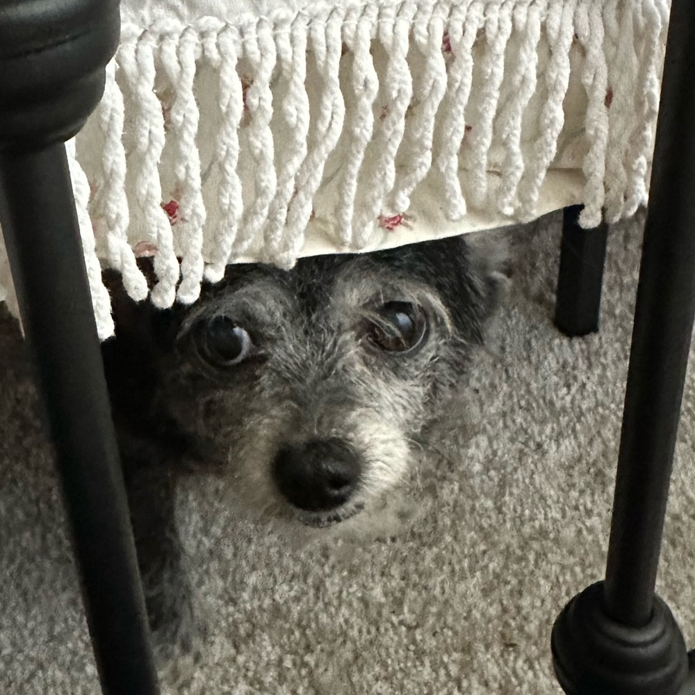Meet your Posher, Maggie